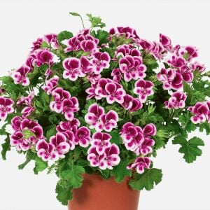 Kırmızı beyaz melek gözü sardunya fidesi angeleyes randy pelorgonium crispum