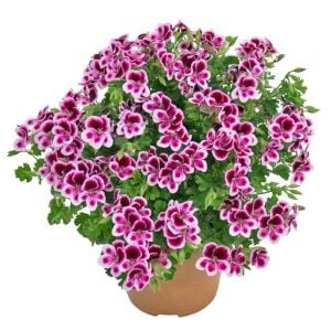 Kırmızı beyaz melek gözü sardunya fidesi angeleyes randy pelorgonium crispum