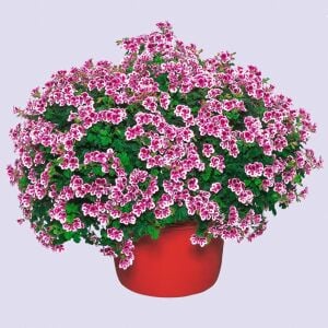 Kırmızı beyaz melek gözü sardunya fidesi angeleyes randy pelorgonium crispum