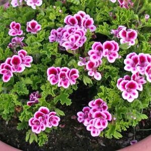 Kırmızı beyaz melek gözü sardunya fidesi angeleyes randy pelorgonium crispum