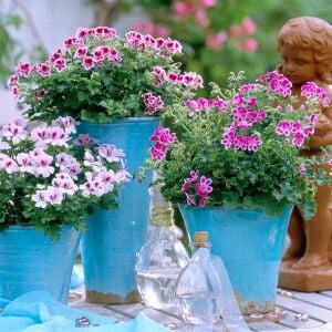 Kırmızı beyaz melek gözü sardunya fidesi angeleyes randy pelorgonium crispum