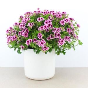 Kırmızı beyaz melek gözü sardunya fidesi angeleyes randy pelorgonium crispum