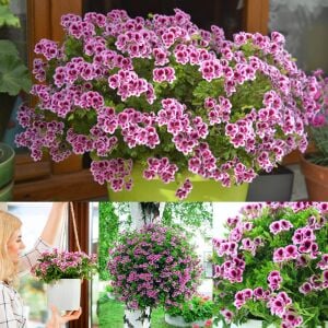 Kırmızı beyaz melek gözü sardunya fidesi angeleyes randy pelorgonium crispum