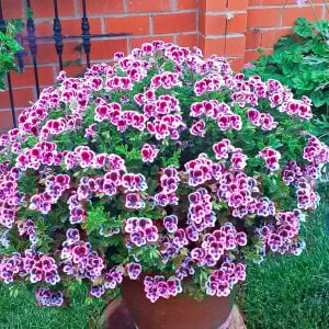 Kırmızı beyaz melek gözü sardunya fidesi angeleyes randy pelorgonium crispum