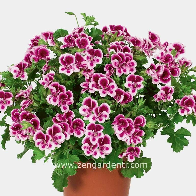 Kırmızı beyaz melek gözü sardunya fidesi angeleyes randy pelorgonium crispum