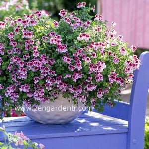 Kırmızı beyaz melek gözü sardunya fidesi angeleyes randy pelorgonium crispum