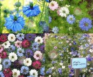 Nigella süs çörekotu tohumu karışık renkli nigella damascena
