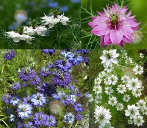Nigella süs çörekotu tohumu karışık renkli nigella damascena