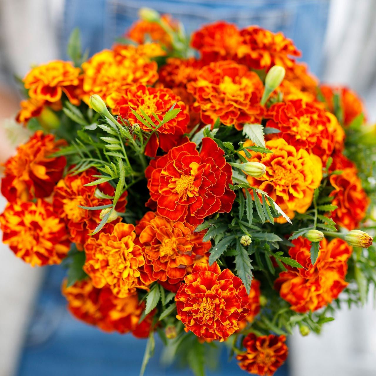 Fransız kadife çiçeği tohumu french marigold sparky mix tagetes patula