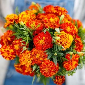 Fransız kadife çiçeği tohumu french marigold sparky mix tagetes patula