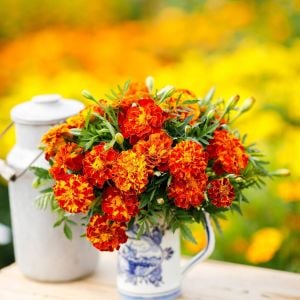 Fransız kadife çiçeği tohumu french marigold sparky mix tagetes patula