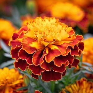 Fransız kadife çiçeği tohumu french marigold sparky mix tagetes patula