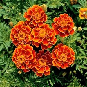 Fransız kadife çiçeği tohumu french marigold sparky mix tagetes patula