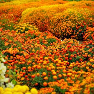 Fransız kadife çiçeği tohumu french marigold sparky mix tagetes patula