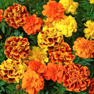 Fransız kadife çiçeği tohumu french marigold sparky mix tagetes patula
