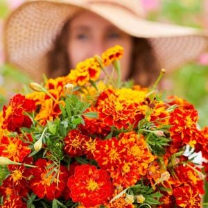 Fransız kadife çiçeği tohumu french marigold sparky mix tagetes patula