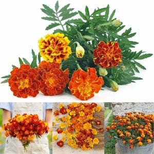 Fransız kadife çiçeği tohumu french marigold sparky mix tagetes patula