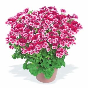 Pembe beyaz melek gözü sardunya fidesi angeleyes burgundy pelorgonium crispum