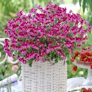 Pembe beyaz melek gözü sardunya fidesi angeleyes burgundy pelorgonium crispum