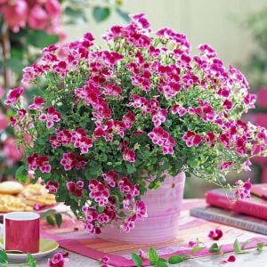 Pembe beyaz melek gözü sardunya fidesi angeleyes burgundy pelorgonium crispum