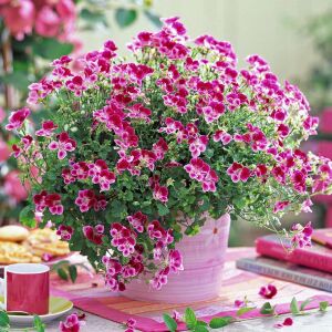 Pembe beyaz melek gözü sardunya fidesi angeleyes burgundy pelorgonium crispum