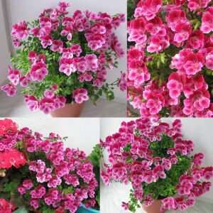 Pembe beyaz melek gözü sardunya fidesi angeleyes burgundy pelorgonium crispum