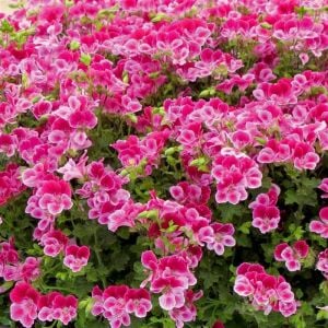 Pembe beyaz melek gözü sardunya fidesi angeleyes burgundy pelorgonium crispum