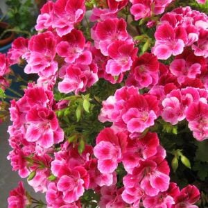 Pembe beyaz melek gözü sardunya fidesi angeleyes burgundy pelorgonium crispum