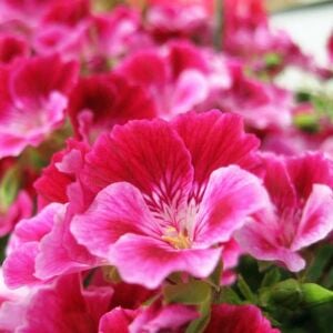 Pembe beyaz melek gözü sardunya fidesi angeleyes burgundy pelorgonium crispum