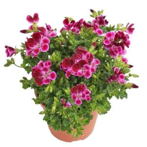 Pembe beyaz melek gözü sardunya fidesi angeleyes burgundy pelorgonium crispum