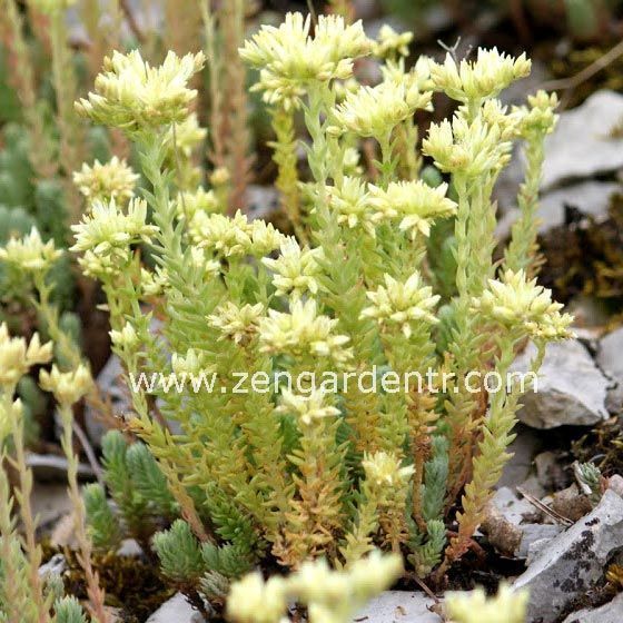 Krem çiçekli sedum ochroleucum fidesi