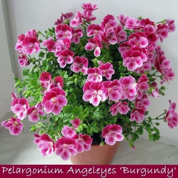 Pembe beyaz melek gözü sardunya fidesi angeleyes burgundy pelorgonium crispum
