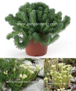 Krem çiçekli sedum ochroleucum fidesi