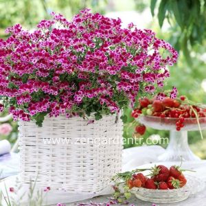 Pembe beyaz melek gözü sardunya fidesi angeleyes burgundy pelorgonium crispum
