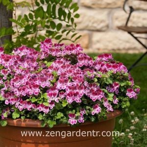 Pembe beyaz melek gözü sardunya fidesi angeleyes burgundy pelorgonium crispum