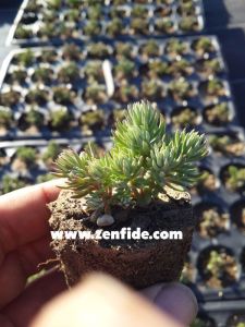 Krem çiçekli sedum ochroleucum fidesi
