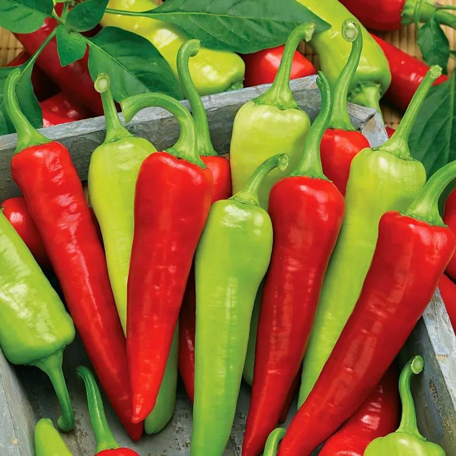 Sweet banana muz biber tohumu capsicum annuum