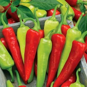 Sweet banana muz biber tohumu capsicum annuum