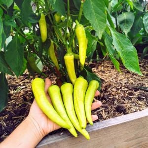 Sweet banana muz biber tohumu capsicum annuum