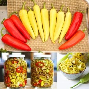 Sweet banana muz biber tohumu capsicum annuum