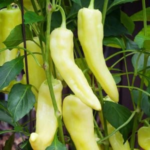 Sweet banana muz biber tohumu capsicum annuum