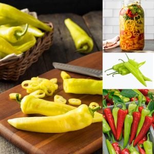 Sweet banana muz biber tohumu capsicum annuum