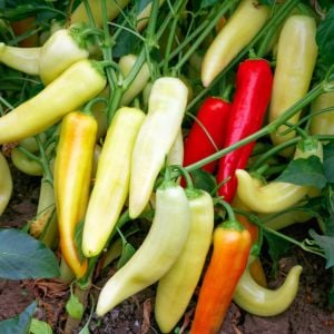 Sweet banana muz biber tohumu capsicum annuum