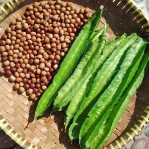Kanatlı fasulye tohumu Atalık tohum Psophocarpus tetragonolobus