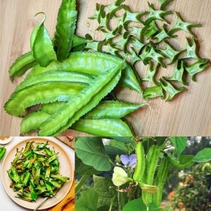 Kanatlı fasulye tohumu Atalık tohum Psophocarpus tetragonolobus