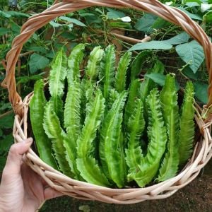 Kanatlı fasulye tohumu Atalık tohum Psophocarpus tetragonolobus
