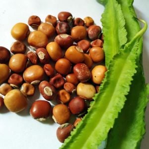 Kanatlı fasulye tohumu Atalık tohum Psophocarpus tetragonolobus