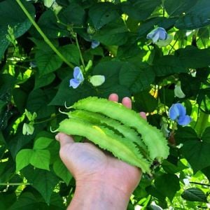 Kanatlı fasulye tohumu Atalık tohum Psophocarpus tetragonolobus