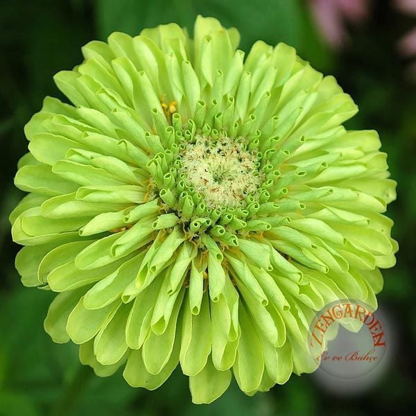 Yeşil kirli hanım tohumu zinnia elegans green envy