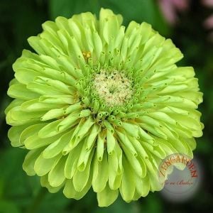 Yeşil kirli hanım tohumu zinnia elegans green envy
